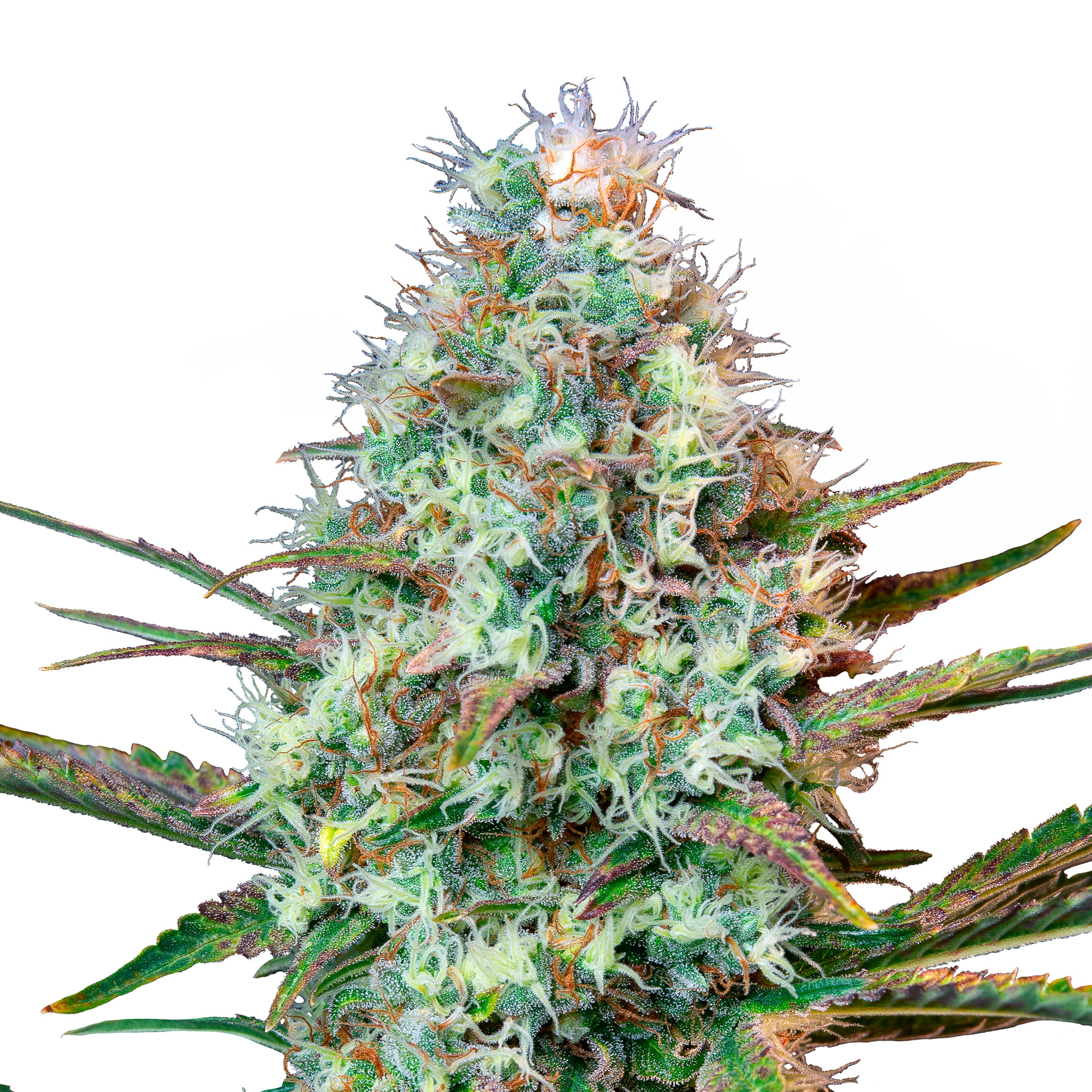 Royal Runtz - fem. - 3 Stk. -  Royal Queen Seeds - 1